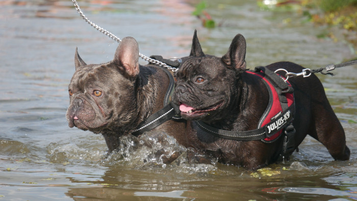 Ezért sem mindegy, milyen a kutyánk orrhossza