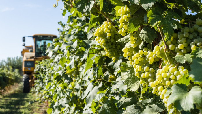 Nagy István agrárminiszter: veszélyben van a teljes magyar szőlőállomány