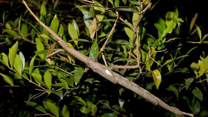 Ijesztő, gigantikus rovar bukkant fel