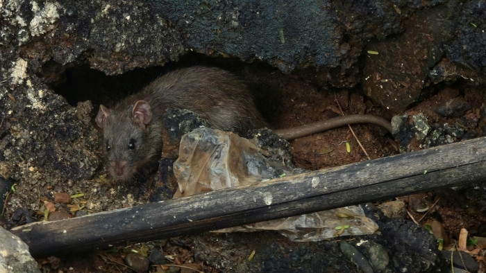 Vészesen megugrott Budapesten a patkányészlelések száma