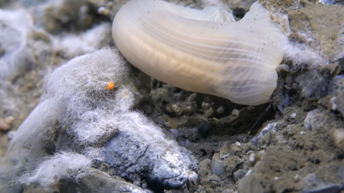 Bámulatos felfedezés 9000 méteres mélységben – videó