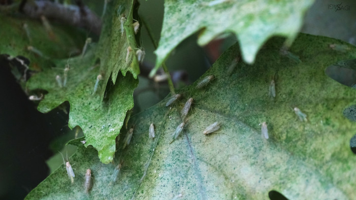 Bejött a kellemetlen „jóslat” a Balatonnál – és még közel sincs vége