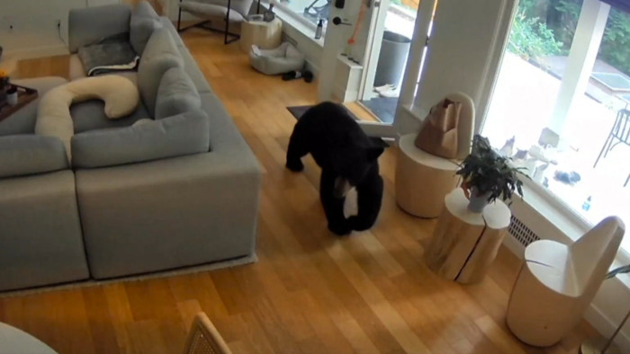 Csöppség kergette ki a megtermett medvét a családi házból – videó