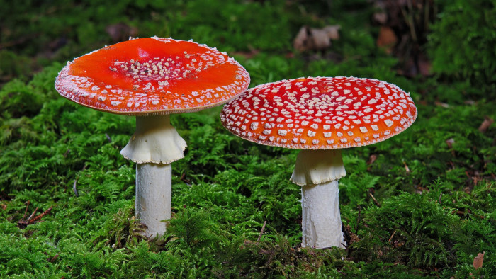 Gombával gyilkolta meg anyósát és apósát egy nő - újabb bizonyítékok kerültek elő