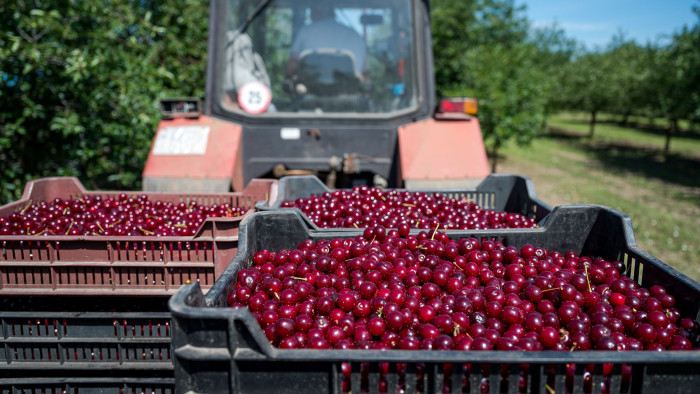 Gondok vannak a magyar szupergyümölcsnél