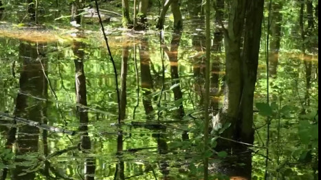 elárasztás Bereg WWF Hungary folyóvízzel sekély elárasztás az erdőben