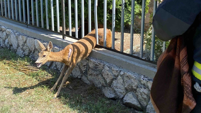 Balatoni mesét írtak és filmeztek a tűzoltók