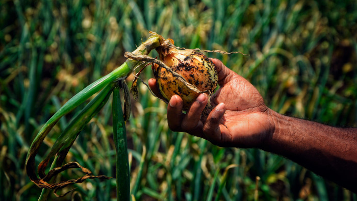 Felemás hírek érkeztek a magyar konyha egyik alapanyagáról