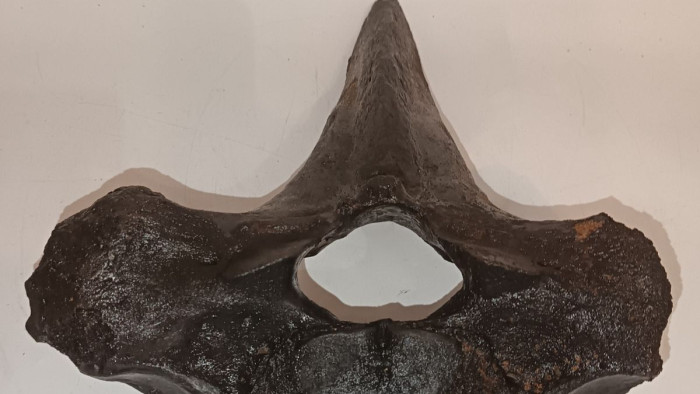 Mamutcsontba akadt a Tiszán egy csónakázó család