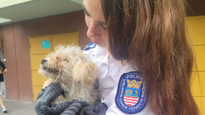 Rendőrkézre került egy kutya Győrnél