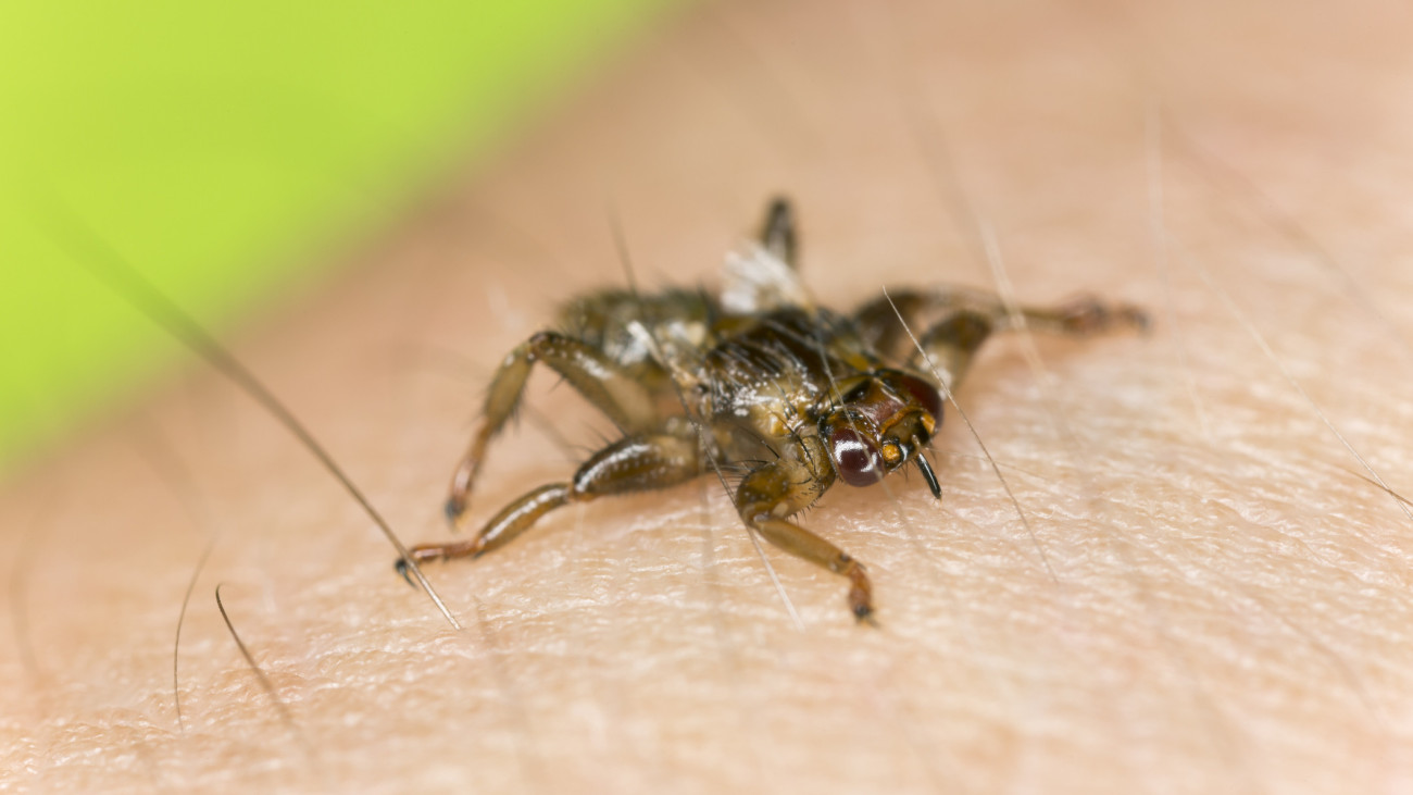 Deer fly, Lipoptena cervi crawling on human skin, extreme close-up