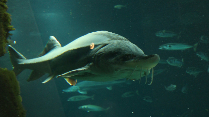 Nemzetközi összefogás a Duna tokhalaiért – a Fekete-tengertől a Fekete-erdőig folyik a kutatás