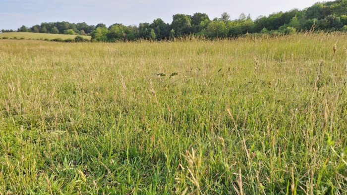 Ijesztő forgatókönyv: pusztasággá válhat Magyarország, eltűnhetnek a bükkösök