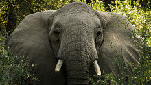 Megölt egy magyar férfit az elefánt