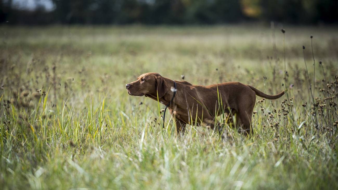 Magyar vizsla jelzi a vadat az Országos Magyar Vadászkamara által szervezett Országos Vizsla Főversenyen a Fejér megyei Soponyán 2016. szeptember 15-én.