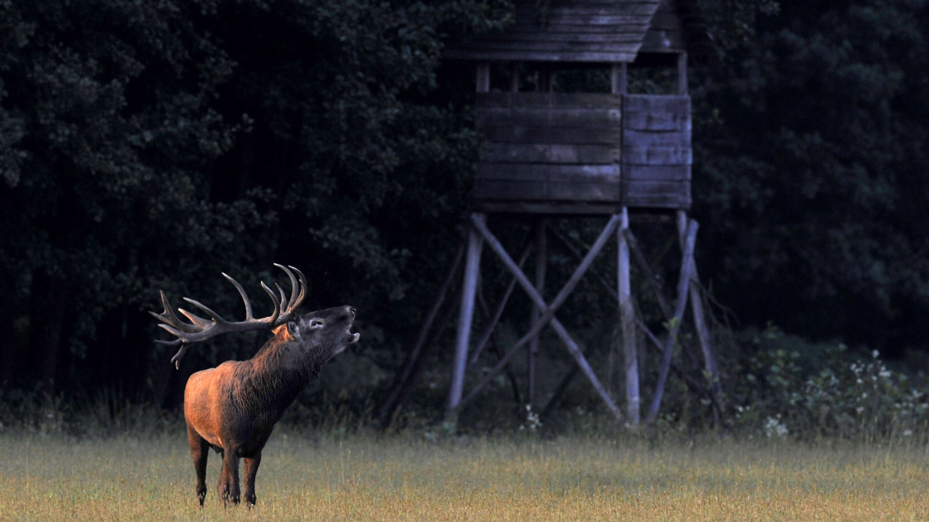 Gímszarvas (Cervus elaphus) bika szarvasbőgés idején egy magasles előtt a SEFAG Zrt. Barcsi Erdészetének területén, Csokonyavisonta közelében 2016. szeptember 13-án.