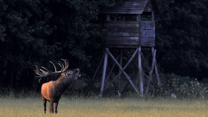 Lelőtték a gyönyörű bikát, és erre még büszkék is