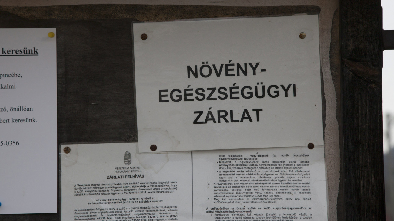 A szőlő aranyszínű sárgaság betegsége miatt kitett zárlati felhívás Badacsonytördemicen 2016. november 16-án. A teljes Badacsony-hegy zárlatát rendelte el a Nemzeti Élelmiszerlánc-biztonsági Hivatal (Nébih) a szőlő aranyszínű sárgaság betegség miatt. A kór terjedése nagymértékben csökkenthető fő okozója, az amerikai szőlőkabóca elleni, megfelelő időben végzett kezelésekkel.