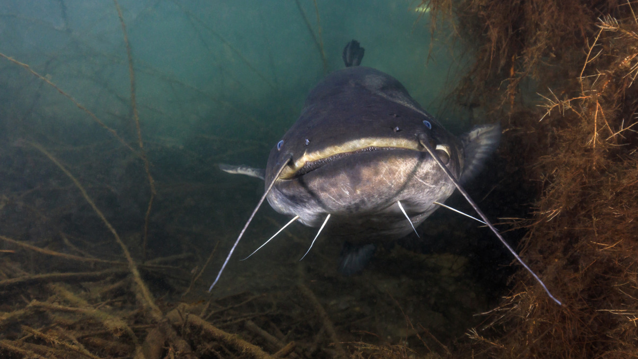 fĂźhlinger see, lake fĂźhlingen, catfish, frontal, cologne, germany