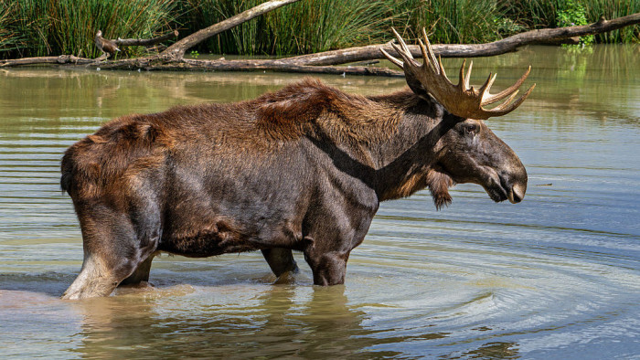 Emil, az influenszer jávorszarvas közeledik Magyarországhoz – követni is lehet