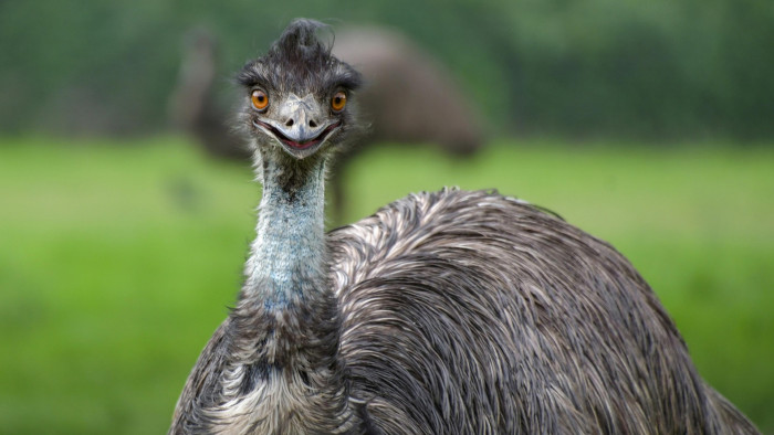 A rendőrség is megerősítette: emut üldöztek a 67-es úton