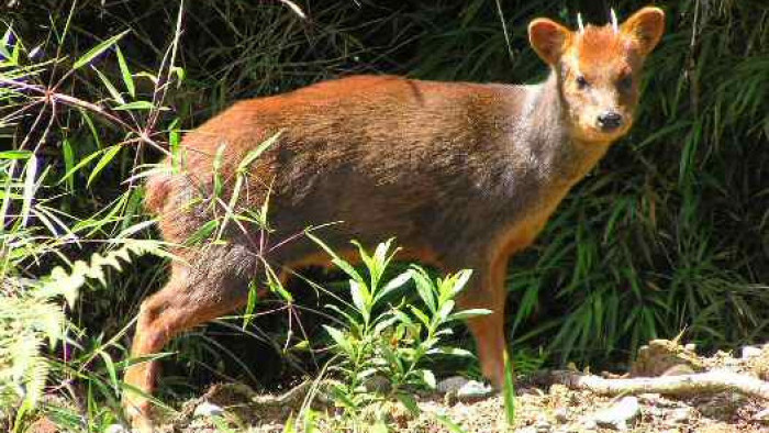 A túlélésért küzd a pudu, még a cukisága sem segít rajta – videó