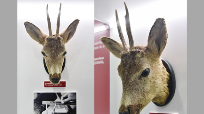 Megmutatják Tibit, a gyilkos őzet