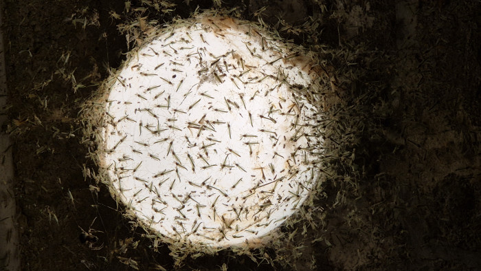 Vasas Gábor: még nem ért véget az árvaszúnyograjzás, sőt lehet, most jön a neheze a Balatonnál