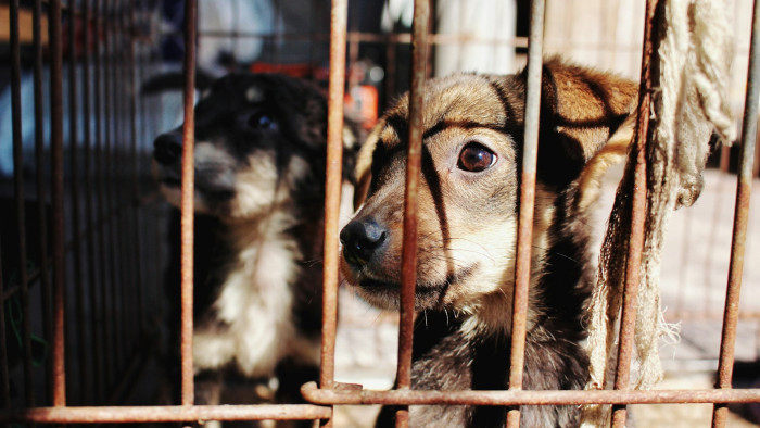 Döbbenetes állatkínzás: több mint hatvan kutyát kellett kimenteni