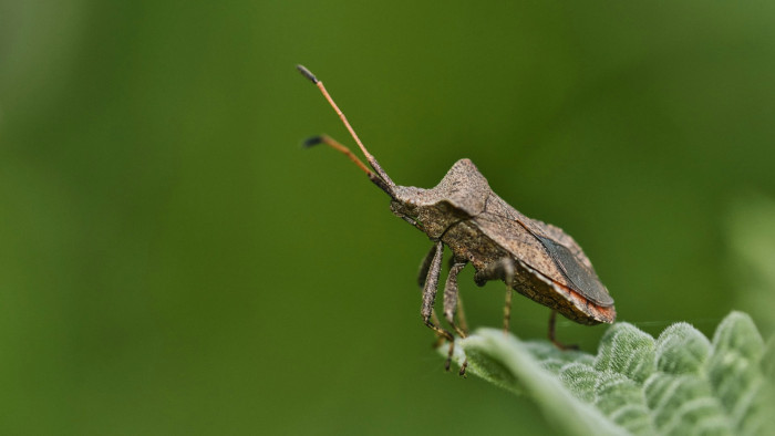 A tudomány számára eddig ismeretlen őspoloskát találtak a Bakonyban