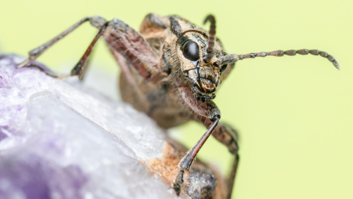 Cincérek támadnak a Balatonnál, menthetetlen a helyzet