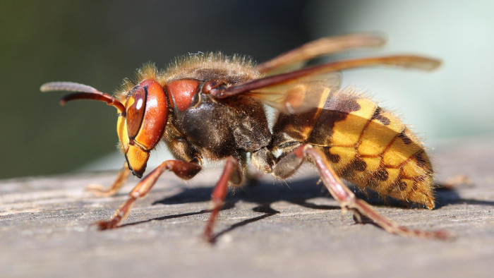 Rendkívüli veszélyre figyelmeztetnek a népszerű túraútvonalon