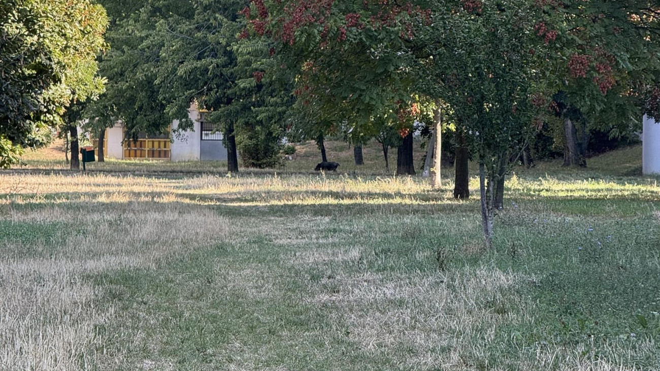 fotó: Kaszásdűlőiek Kaszásdűlőért Facebook-csoport