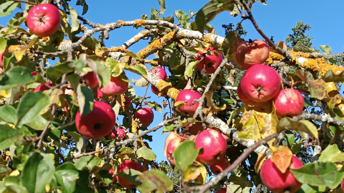 Ez nem az alma éve volt