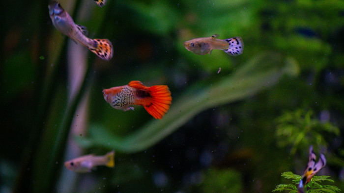 Teljesen tájidegen, egzotikus halak úszkálnak a Tisza mellékfolyójában