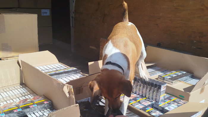 Kiszagolta az elrejtett cigarettákat a NAV kutyája, Roxi - képek