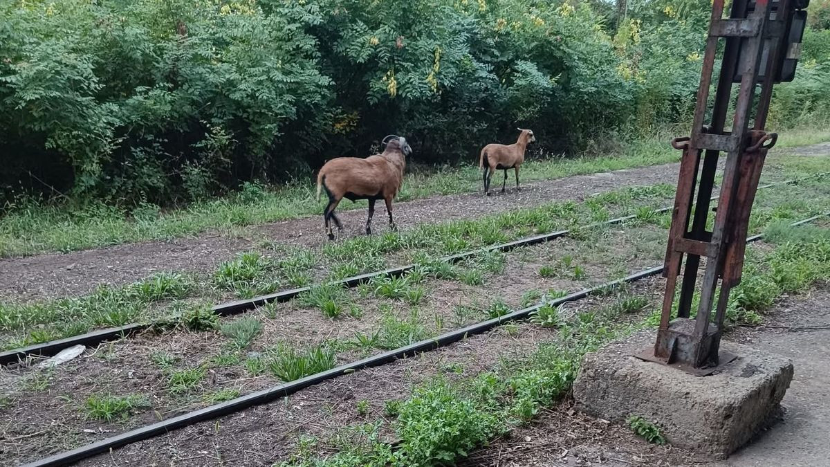 fotó: Szegeden láttam, hallottam Facebook-csoport.