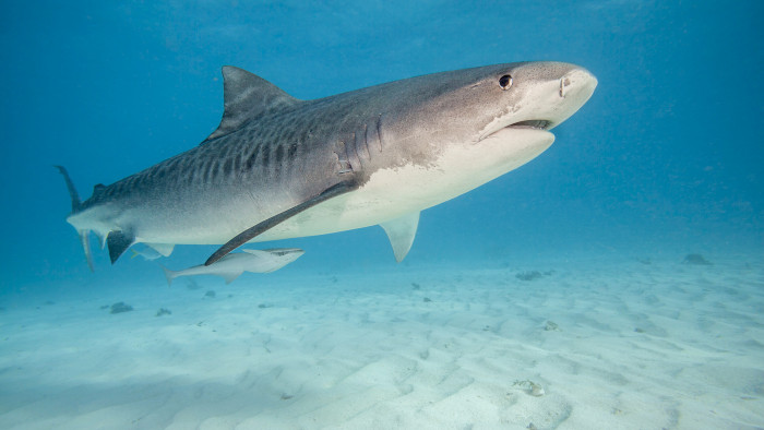 Kiss Róbert Richard: az állandó cápaveszély komoly károkat is okozhat az egyiptomi gazdaságnak