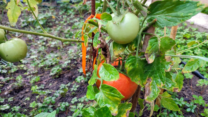 Fontos fordulat jön a kiskertekben, muszáj lépni