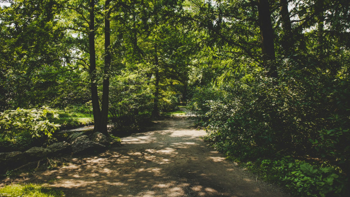Kipusztult a Vértes egyedülálló bennszülött fafajtája