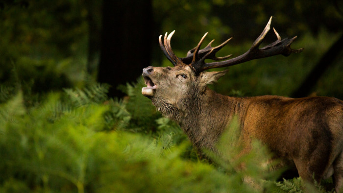 Idehaza is agresszívan terjed egy veszélyes parazita, már Somogy száraz részein is észlelték