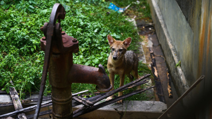 Édes ragadozók játékát vette a vadkamera Tapolcánál – videó