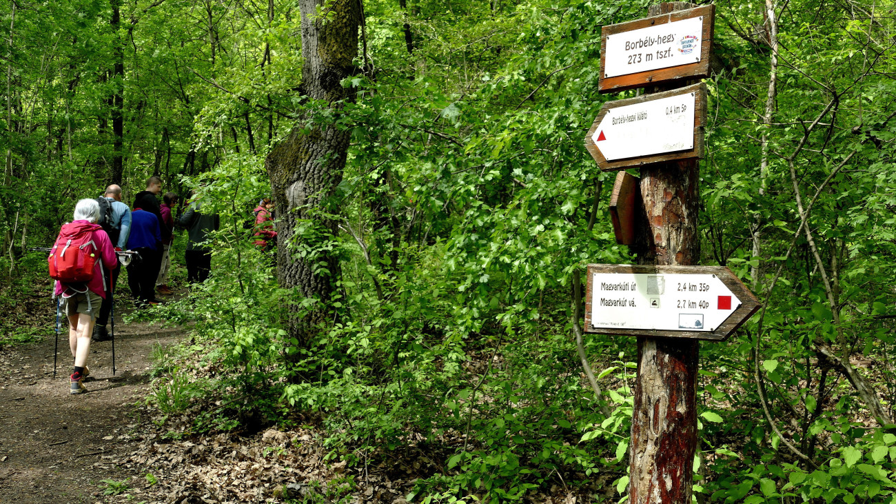 Verőce, 2024. április 27. Természetjáró turisták tartanak a Börzsöny egyik jelzett erdei túraútján a Borbély-hegyi kilátó felé. MTVA/Bizományosi: Jászai Csaba