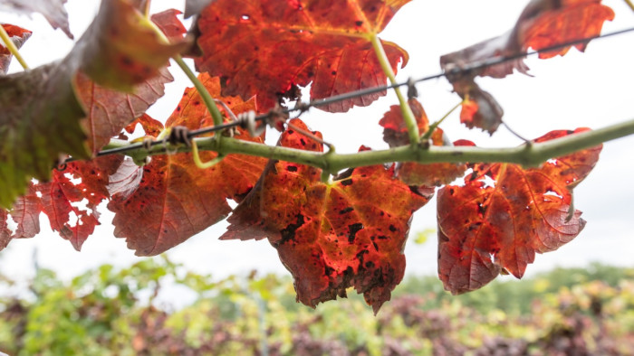 Újabb borvidékeket ért el a pusztító csapás