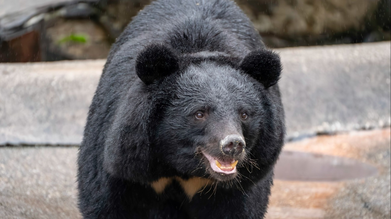 Asiatic black bear staring