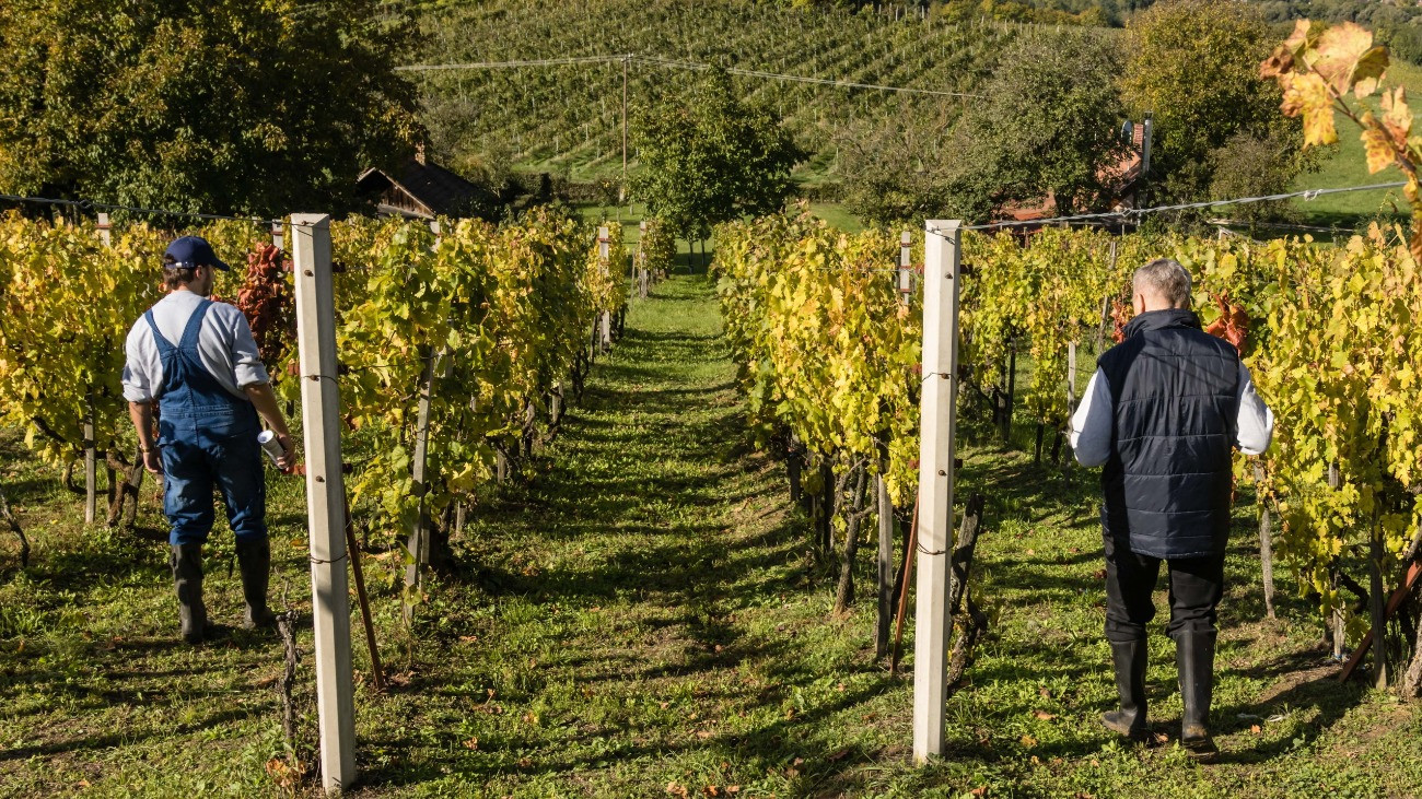Résztvevõk az aranyszínû sárgaság fitoplazmás betegséggel kapcsolatban tartott hatósági szemlén egy szõlõültetvényen Zalaszentgrót közelében 2025. október 7-én. A kormány cselekvési tervet fogadott el és 3,8 milliárd forintot különített el az aranyszínû sárgaságot terjesztõ amerikai szõlõkabóca elleni küzdelemre.
