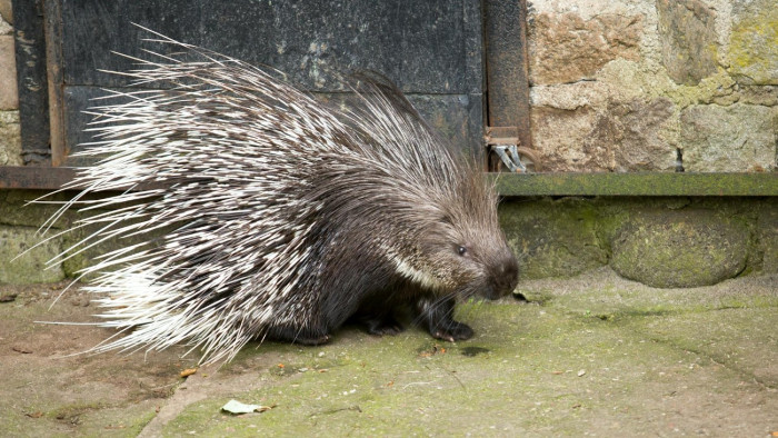 Keresik a jászberényi állatkert egyik lakóját, az emberek segítségét kérik