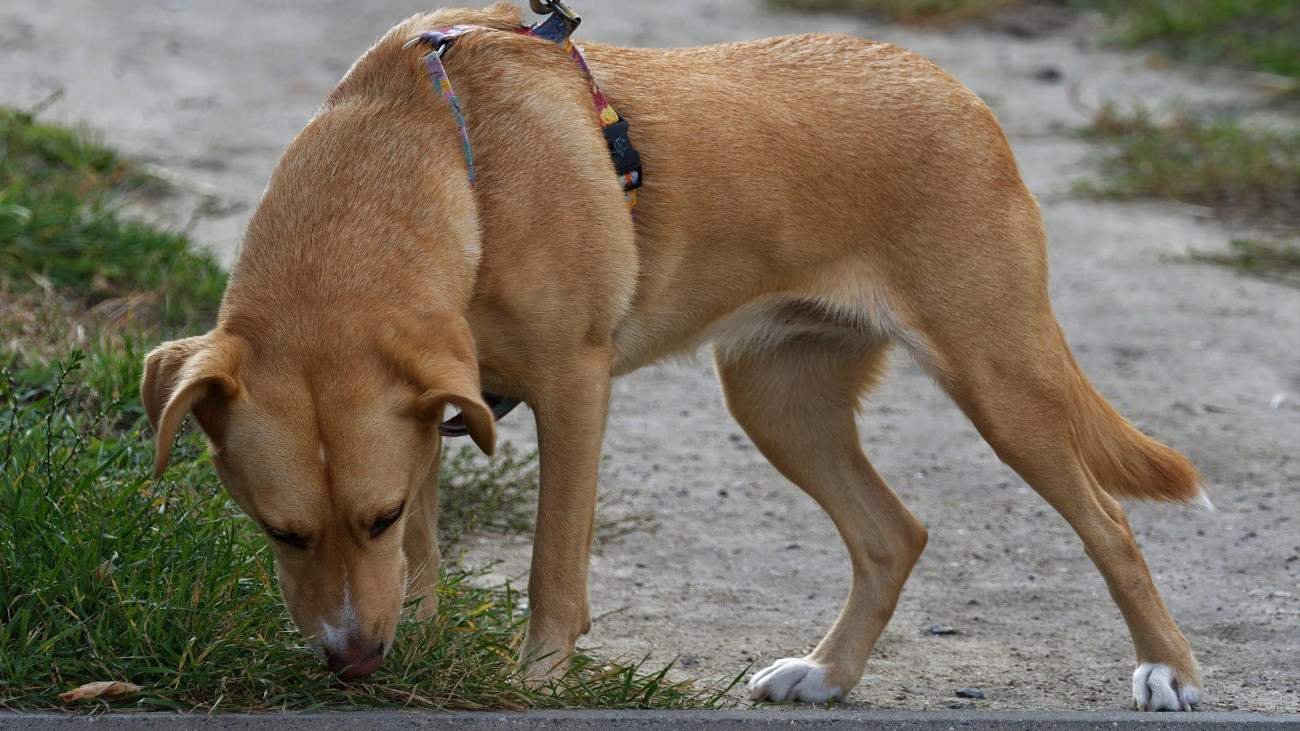 kutya szimatol keresőkutya