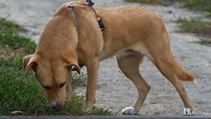 Kutató-mentők: csak egyetlen rémmel találkoztunk a Pilisben