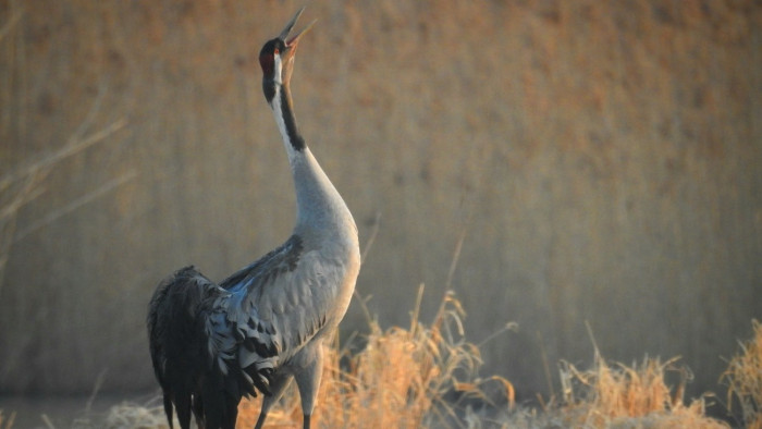 Már több mint százezer daru gyűlt össze a Hortobágyon